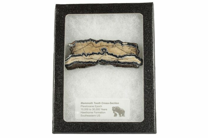 Mammoth Molar Slice with Case - South Carolina #193840
